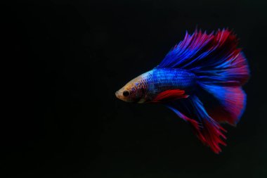 Beta, su mavisi ve kırmızı renk. Siyah arka planda savaşan Siyam Balığı.
