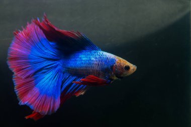 Beta, su mavisi ve kırmızı renk. Siyah arka planda savaşan Siyam Balığı.