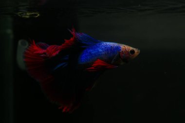 Beta, su mavisi ve kırmızı renk. Siyah arka planda savaşan Siyam Balığı.