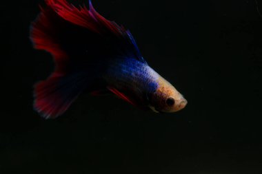 Beta, su mavisi ve kırmızı renk. Siyah arka planda savaşan Siyam Balığı.
