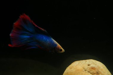 Beta, su mavisi ve kırmızı renk. Siyah arka planda savaşan Siyam Balığı.