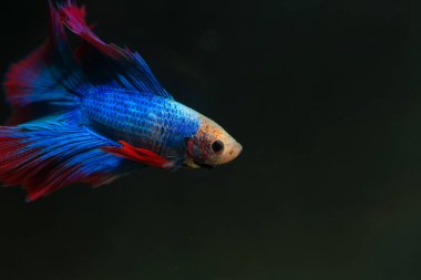Beta, su mavisi ve kırmızı renk. Siyah arka planda savaşan Siyam Balığı.