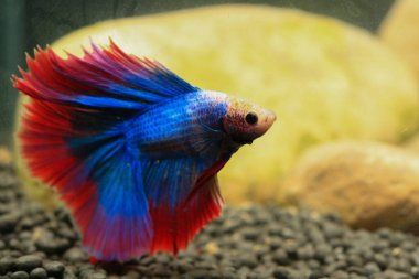 Beta, su mavisi ve kırmızı renk. Siyah arka planda savaşan Siyam Balığı.