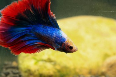 Beta, su mavisi ve kırmızı renk. Siyah arka planda savaşan Siyam Balığı.