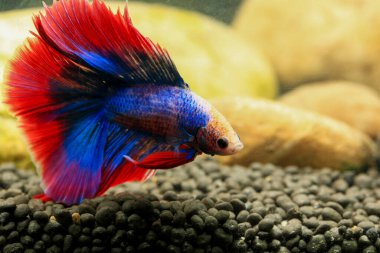 Beta, su mavisi ve kırmızı renk. Siyah arka planda savaşan Siyam Balığı.