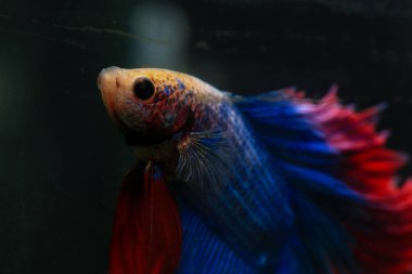 Beta, su mavisi ve kırmızı renk. Siyah arka planda savaşan Siyam Balığı.