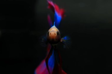 Beta, su mavisi ve kırmızı renk. Siyah arka planda savaşan Siyam Balığı.