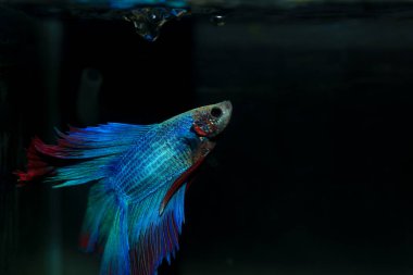 Beta, su mavisi ve kırmızı renk. Siyah arka planda savaşan Siyam Balığı.