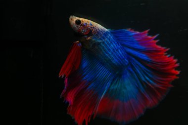 Beta, su mavisi ve kırmızı renk. Siyah arka planda savaşan Siyam Balığı.
