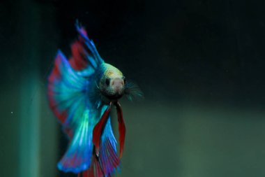 Beta, su mavisi ve kırmızı renk. Siyah arka planda savaşan Siyam Balığı.