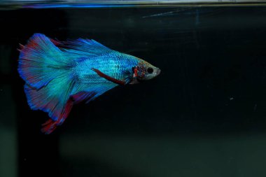 Beta, su mavisi ve kırmızı renk. Siyah arka planda savaşan Siyam Balığı.