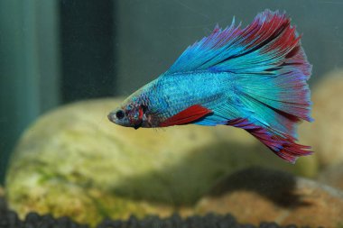 Beta, su mavisi ve kırmızı renk. Siyah arka planda savaşan Siyam Balığı.