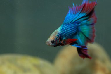 Beta, su mavisi ve kırmızı renk. Siyah arka planda savaşan Siyam Balığı.