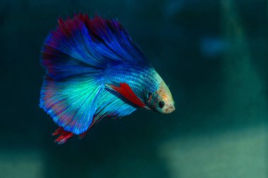 Beta, su mavisi ve kırmızı renk. Siyah arka planda savaşan Siyam Balığı.