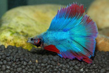 Beta, su mavisi ve kırmızı renk. Siyah arka planda savaşan Siyam Balığı.