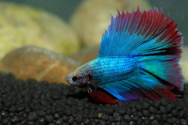 Beta, su mavisi ve kırmızı renk. Siyah arka planda savaşan Siyam Balığı.