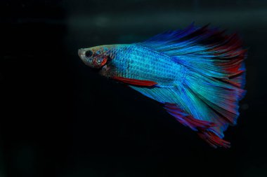 Beta, su mavisi ve kırmızı renk. Siyah arka planda savaşan Siyam Balığı.
