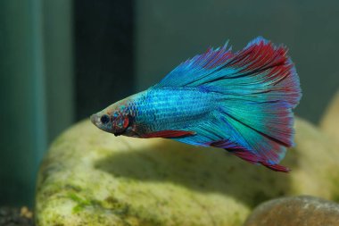 Beta, su mavisi ve kırmızı renk. Siyah arka planda savaşan Siyam Balığı.