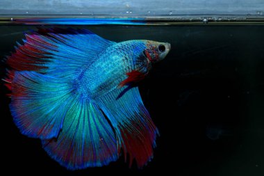 Beta, su mavisi ve kırmızı renk. Siyah arka planda savaşan Siyam Balığı.
