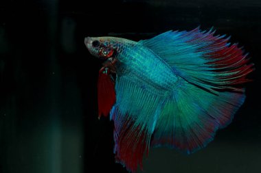 Beta, su mavisi ve kırmızı renk. Siyah arka planda savaşan Siyam Balığı.