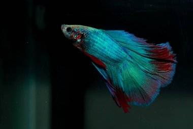 Beta, su mavisi ve kırmızı renk. Siyah arka planda savaşan Siyam Balığı.