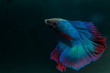 Beta, su mavisi ve kırmızı renk. Siyah arka planda savaşan Siyam Balığı.
