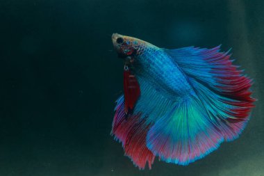 Beta, su mavisi ve kırmızı renk. Siyah arka planda savaşan Siyam Balığı.