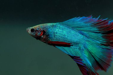 Beta, su mavisi ve kırmızı renk. Siyah arka planda savaşan Siyam Balığı.