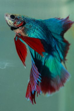 Beta, su mavisi ve kırmızı renk. Siyah arka planda savaşan Siyam Balığı.