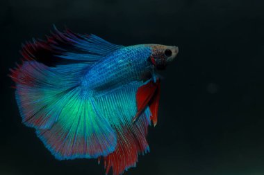 Beta, su mavisi ve kırmızı renk. Siyah arka planda savaşan Siyam Balığı.