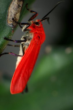 Kırmızı uzun boynuzlu böcek, Aristobia yaklaşımcısı, bitkinin üzerindeki böcek.