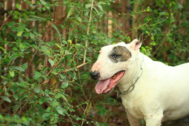 Parktaki Boğa Teriyeri portresi. Bull Terrier, Boğa Terrier cinsinin küçük bir köpeğidir..