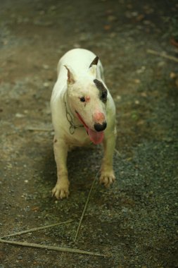 Parktaki Boğa Teriyeri portresi. Bull Terrier, Boğa Terrier cinsinin küçük bir köpeğidir..