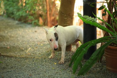 Parktaki Boğa Teriyeri portresi. Bull Terrier, Boğa Terrier cinsinin küçük bir köpeğidir..
