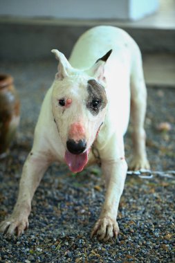 Parktaki Boğa Teriyeri portresi. Bull Terrier, Boğa Terrier cinsinin küçük bir köpeğidir..