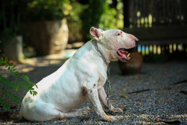 Parktaki Boğa Teriyeri portresi. Bull Terrier, Boğa Terrier cinsinin küçük bir köpeğidir..