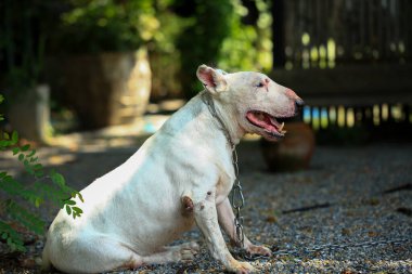 Parktaki Boğa Teriyeri portresi. Bull Terrier, Boğa Terrier cinsinin küçük bir köpeğidir..