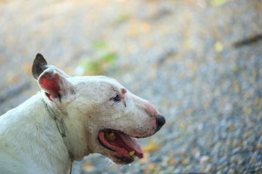 Parktaki Boğa Teriyeri portresi. Bull Terrier, Boğa Terrier cinsinin küçük bir köpeğidir..