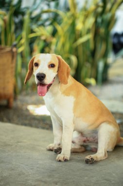 Tatlı bir av köpeği portresi, genç kahverengi bir av köpeği. Seçici odak.