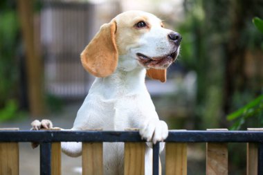 Tatlı bir av köpeği portresi, genç kahverengi bir av köpeği. Seçici odak.