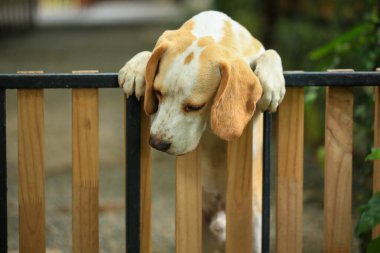 Tatlı bir av köpeği portresi, genç kahverengi bir av köpeği. Seçici odak.