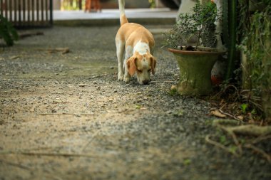 Tatlı bir av köpeği portresi, genç kahverengi bir av köpeği. Seçici odak.