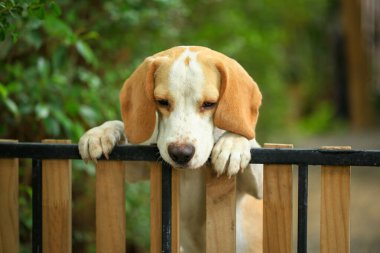 Tatlı bir av köpeği portresi, genç kahverengi bir av köpeği. Seçici odak.
