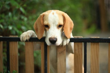 Tatlı bir av köpeği portresi, genç kahverengi bir av köpeği. Seçici odak.
