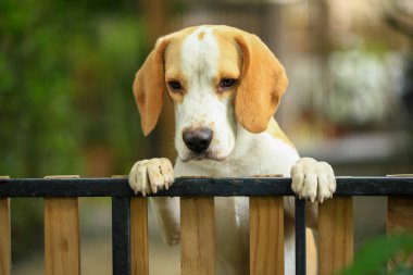 Tatlı bir av köpeği portresi, genç kahverengi bir av köpeği. Seçici odak.