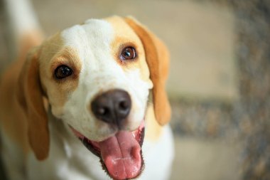Tatlı bir av köpeği portresi, genç kahverengi bir av köpeği. Seçici odak.