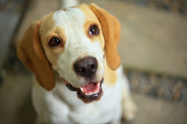 Tatlı bir av köpeği portresi, genç kahverengi bir av köpeği. Seçici odak.