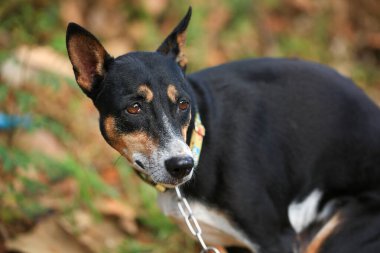 Yerli köpek Tayland 'da kırsal yolda yürüyor. Köpek kakasını yapıyor..