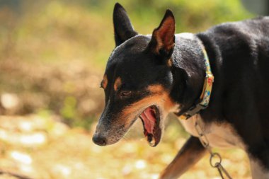 Yerli köpek Tayland 'da kırsal yolda yürüyor..
