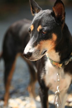 Yerli köpek Tayland 'da kırsal yolda yürüyor..